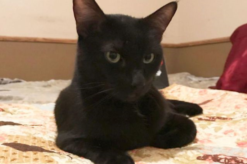 Gambar Seorang Ayah Memberikan Wang Kepada Seekor Kucing