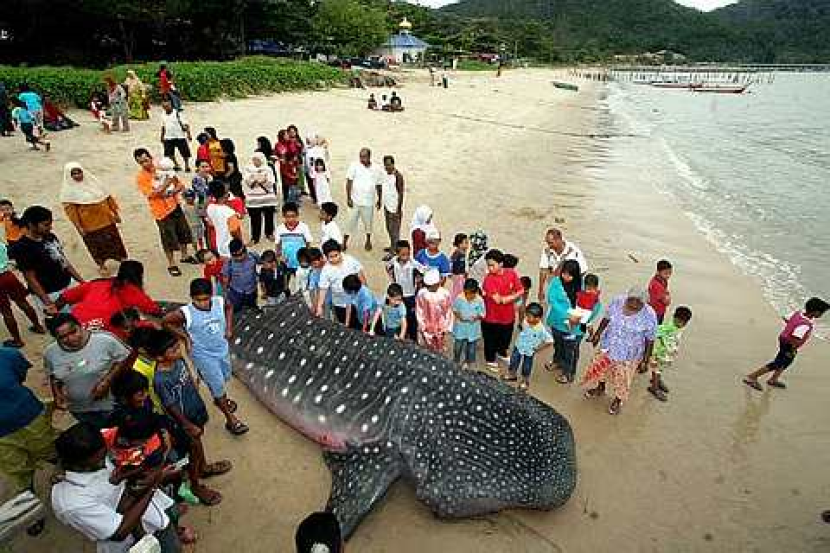 Bangkai Yu Paus Terdampar Di Pantai Teluk Bahang Semasa Mstar