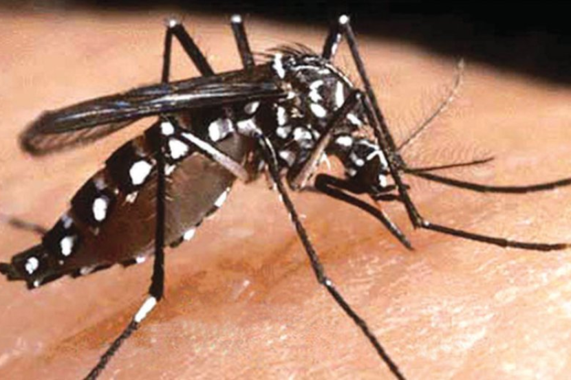 Kawasan Pelupusan Sampah Haram Jadi Tempat Pembiakan Aedes Semasa Mstar