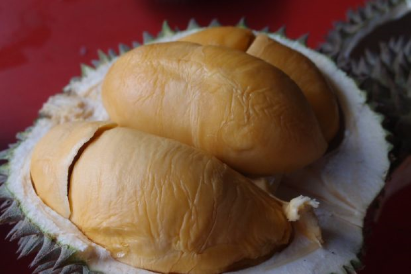 Durian tiada duri